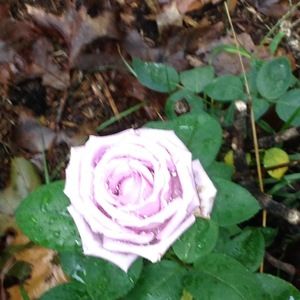 Meet your Posher, Ruth